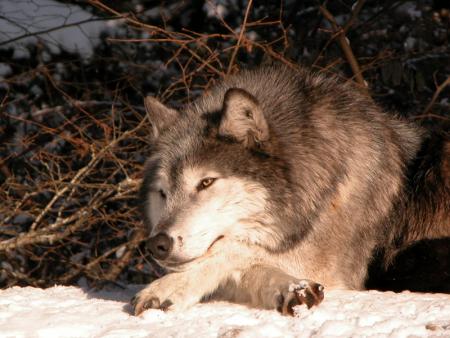 loup y est tu